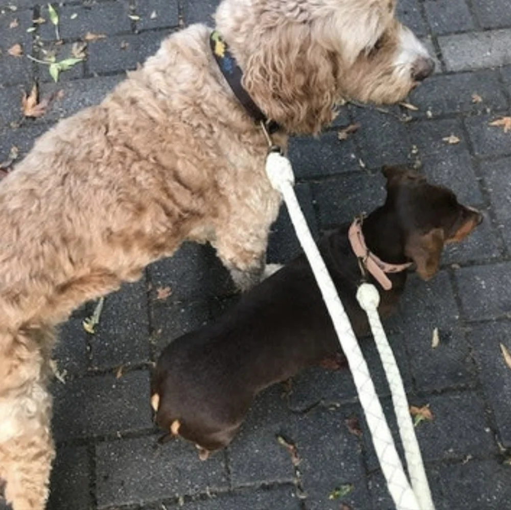 Georgie Paws Double Trouble Dog Lead Attachment Chalk